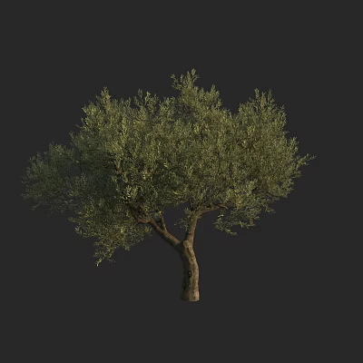 Lush Olive Tree With Green Foliage And Sturdy Trunk In Isolated Background 3d model