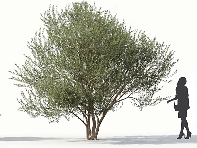 Tall Arbor with Lush Green Foliage and Silhouette of Woman Carrying Bag in High Heels 3d model