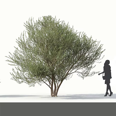 Tall Arbor with Lush Green Foliage and Silhouette of Woman Carrying Bag in High Heels 3d model