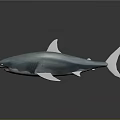 Gray Shark With Sleek Body And White Fins On Dark Background With Reflection