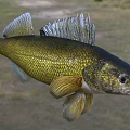 Golden Scaled Fish With Open Mouth And Fins In Natural Setting