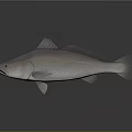 Silver Fish with Shiny Scales and Fins on Dark Background 3D Rendered