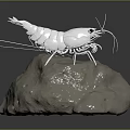 Realistic White Shrimp 3D Model Standing On Natural Rock Surface 3d model