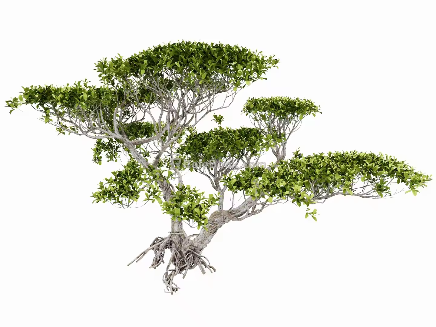 modeling tree modeling loose 3d model