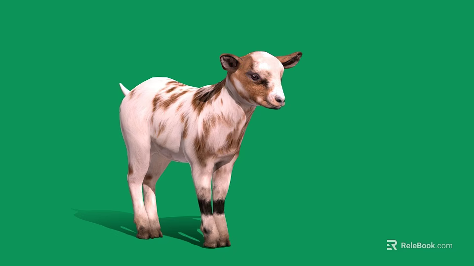 Cute White and Brown Baby Goat Standing with Shadow on Green Background 3d model 
