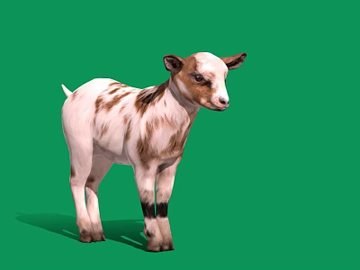 Cute White and Brown Baby Goat Standing with Shadow on Green Background 3d model