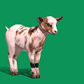Cute White and Brown Baby Goat Standing with Shadow on Green Background