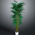 Tall Green Bamboo Plant With Lush Leaves In White Pot For Indoor Decoration