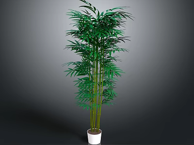 Tall Green Bamboo Plant With Lush Leaves In White Pot For Indoor Decoration 3d model