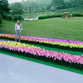 Woman Standing In Vibrant Tulip Field Enjoying Green Garden Lakeside View