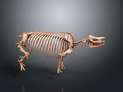 Large Animal Skeleton Model Displaying Organ Positions And Hair Growth Regions 3d model