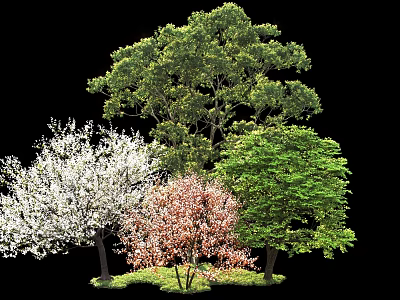 Various Arbor Trees With Colorful Leaves White Blossoms And Pink Foliage In Garden 3d model