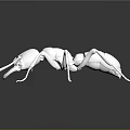 Realistic Detailed White Ant with Extended Legs on Reflective Black Surface