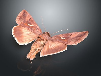 modern moth butterfly animal 3d model