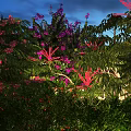 Arbor With Lush Green Foliage And Vibrant Purple Pink Blooms Under Evening Sky