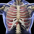 Medical Device for Thoracic Anatomy Visualization With Rib Cage Sternum And Muscle Structures