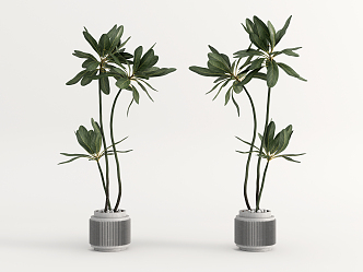 modern potted plant green plant potted plant 3d model