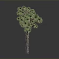 Joshua Tree With Brown Trunk And Green Needle Like Leaves In Unique Shape