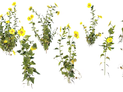 Fresh Green Stem Leaves Plants With Bright Yellow Flowers Natural Collection 3d model