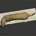 Siberian Weasel Mustela Sibirica Model Display Standing On White Base