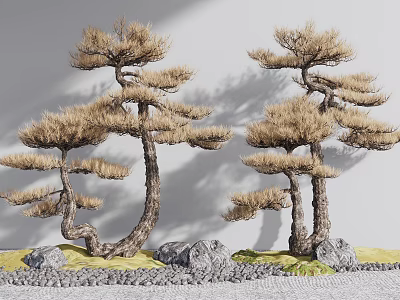 Ornamental Pine Trees With Bent Trunks Brown Foliage Stones And Grass On Gray Background 3d model