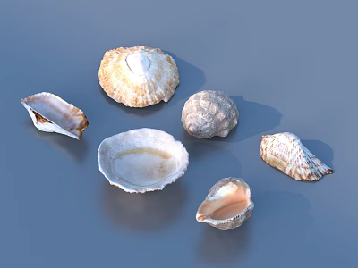Natural Sea Shell Ornament Set With Various Shapes For Home Decor 3d model