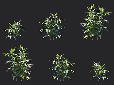 Vibrant Green Herbaceous Plants With Various Leaf Shapes And Growth Stages 3d model