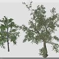 Two Green Leafy Trees With Different Trunk Sizes And Natural Foliage 3d model
