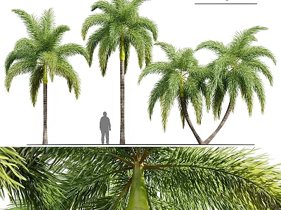 Lush Outdoor Plant Combination with Various Palm Trees and Green Foliage in Natural Setting 3d model