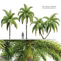 Lush Outdoor Plant Combination with Various Palm Trees and Green Foliage in Natural Setting