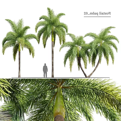 Lush Outdoor Plant Combination with Various Palm Trees and Green Foliage in Natural Setting 3d model