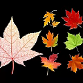 Colorful Maple Leaf Ornaments with White Yellow Orange Red Green Tones on Black Background