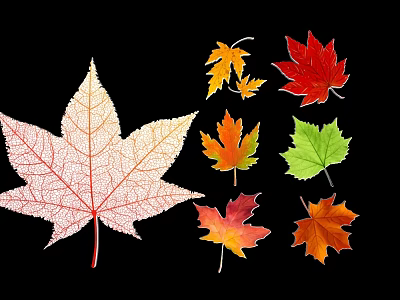 Red maple leaf deciduous leaves autumn red maple illustration 3d model