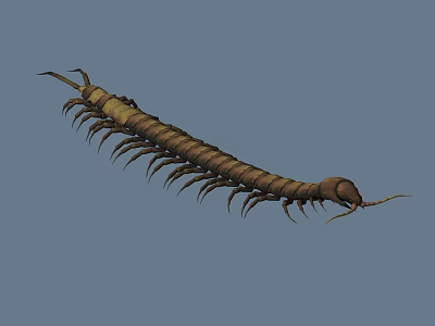 Reptile Centipede With Long Segmented Brown Body And Numerous Legs On Gray Background 3d model