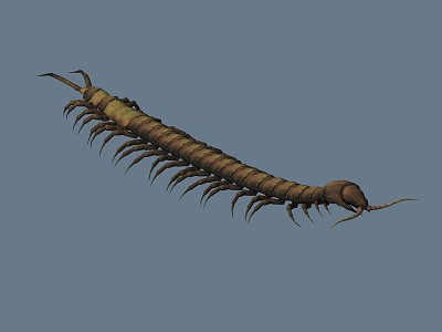 Modern centipede model