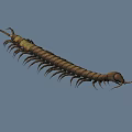Reptile Centipede With Long Segmented Brown Body And Numerous Legs On Gray Background