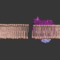 Cell Membrane Structure With Phospholipid Bilayer And Purple Membrane Protein
