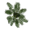 Lush Green Potted Plant With Feathery Leaves In White Ceramic Pot