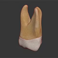 Detailed Human Tooth Model With Crown And Root Structure For Dental Education 3d model
