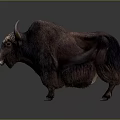 Dark Brown Yak With Long Horns And Thick Fur Standing On Dark Background