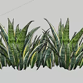 Vibrant Sansevieria Plant Arrangement With Green Yellow Striped Leaves On Purple Background