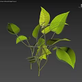 Indoor Green Plants With Large Shiny Leaves On White Background