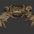 Brown Aquatic Crab With Extended Claws And Detailed Shell Texture Design 3d model