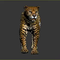 Leopard with yellow and black spotted fur walking on dark background with reflection 3d model