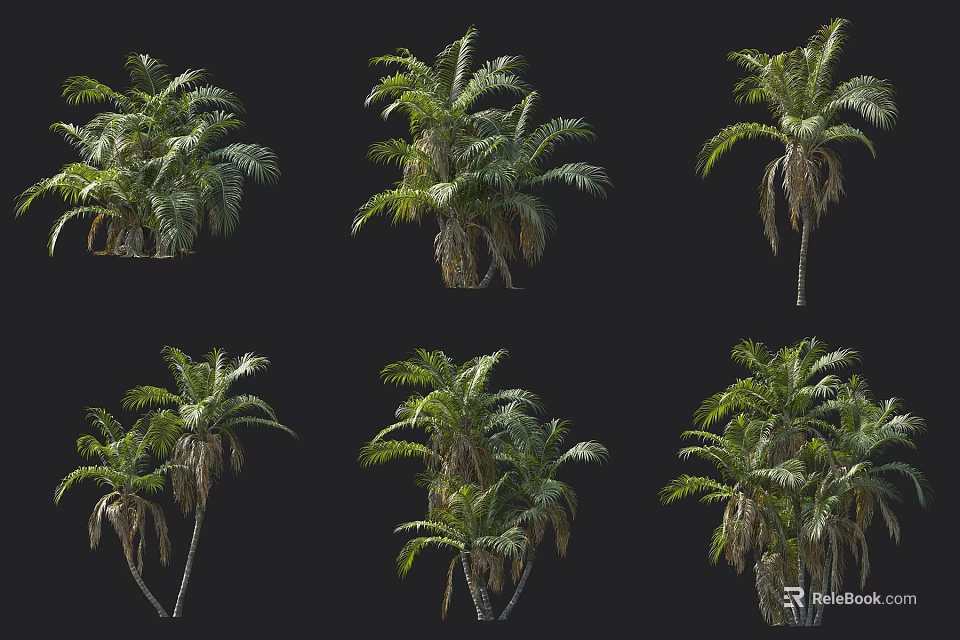 Palm Trees In Diverse Forms With Lush Green Foliage And Natural Growth States 3d model 