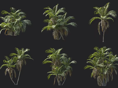 Palm Trees In Diverse Forms With Lush Green Foliage And Natural Growth States 3d model