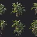 Palm Trees In Diverse Forms With Lush Green Foliage And Natural Growth States