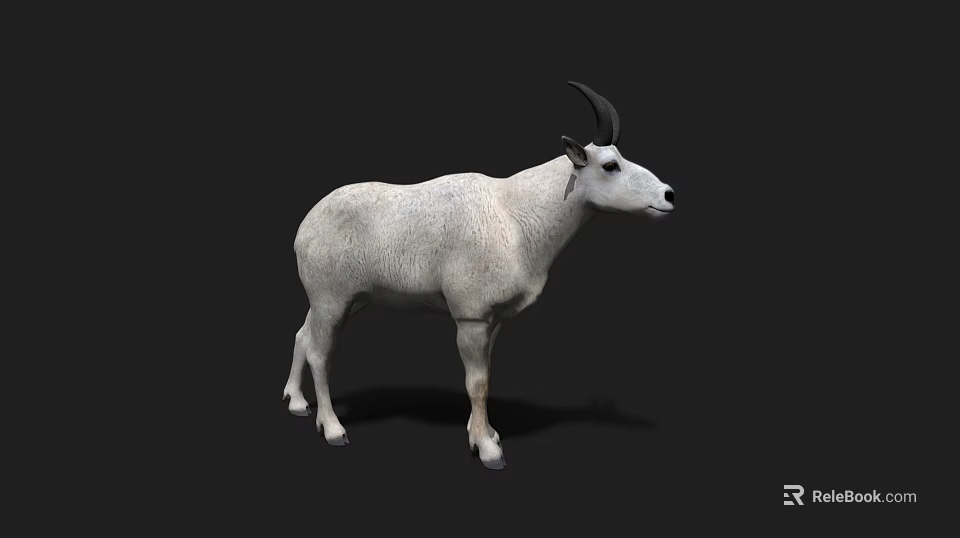 Detailed White Goat With Black Horns Standing On Isolated Black Background 3d model 