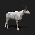 Detailed White Goat With Black Horns Standing On Isolated Black Background