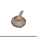 Fresh garlic bulb with natural papery skin and firm white cloves